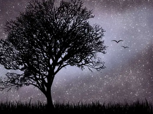 Silhouette TREES MINI FREE PACK! — Procreate brush
