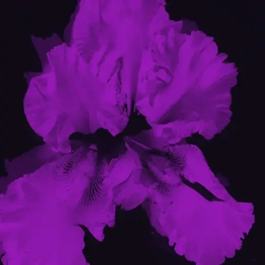 Free Flower Brush — Procreate brush
