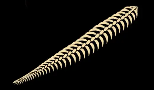 Free Fishbone brush — Procreate brush