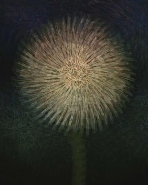 Awesome Dandelion Stamp 4free — Procreate brush
