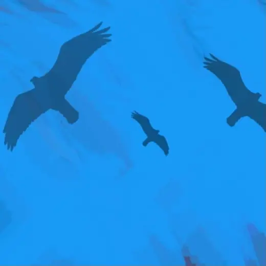 Free Hawk Stamp — Procreate brush